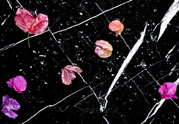 Protégé&nbsp;: Twins